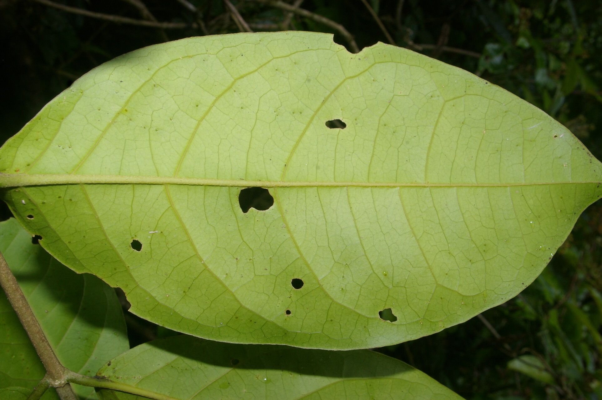 Tetrapterys skutchii — related species from the same genus
