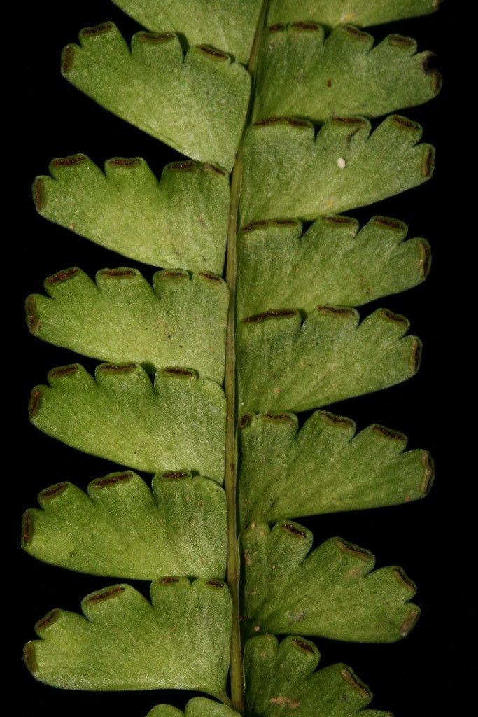 Lindsaea harveyi other