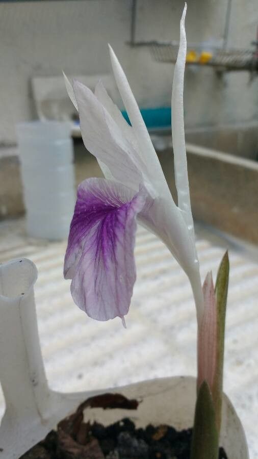 Kaempferia rotunda flower