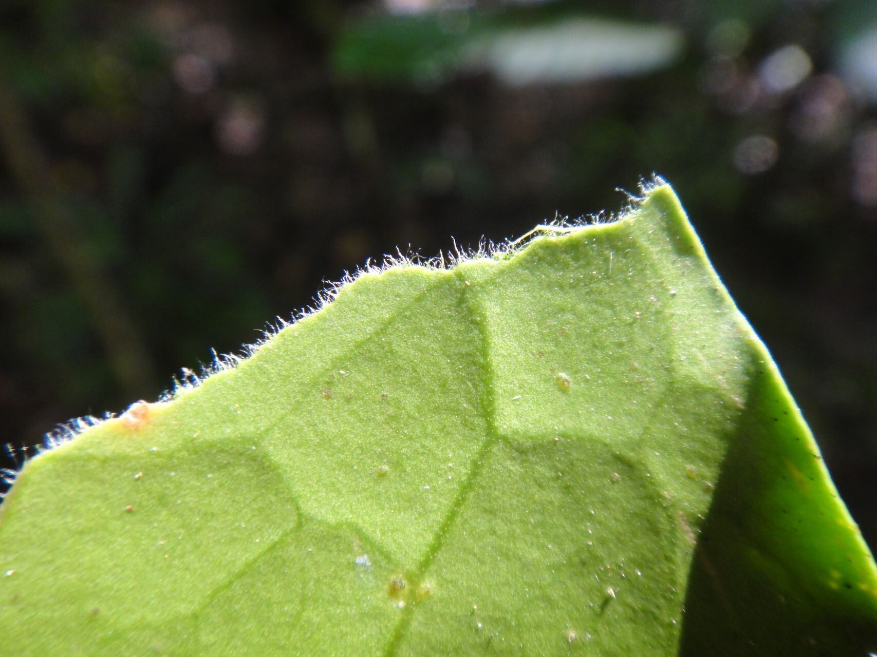 Chionanthus pedunculatus — search result for 'Chionanthus'