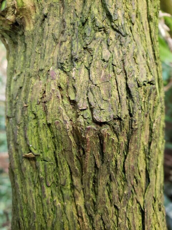 Arachnothryx leucophylla bark