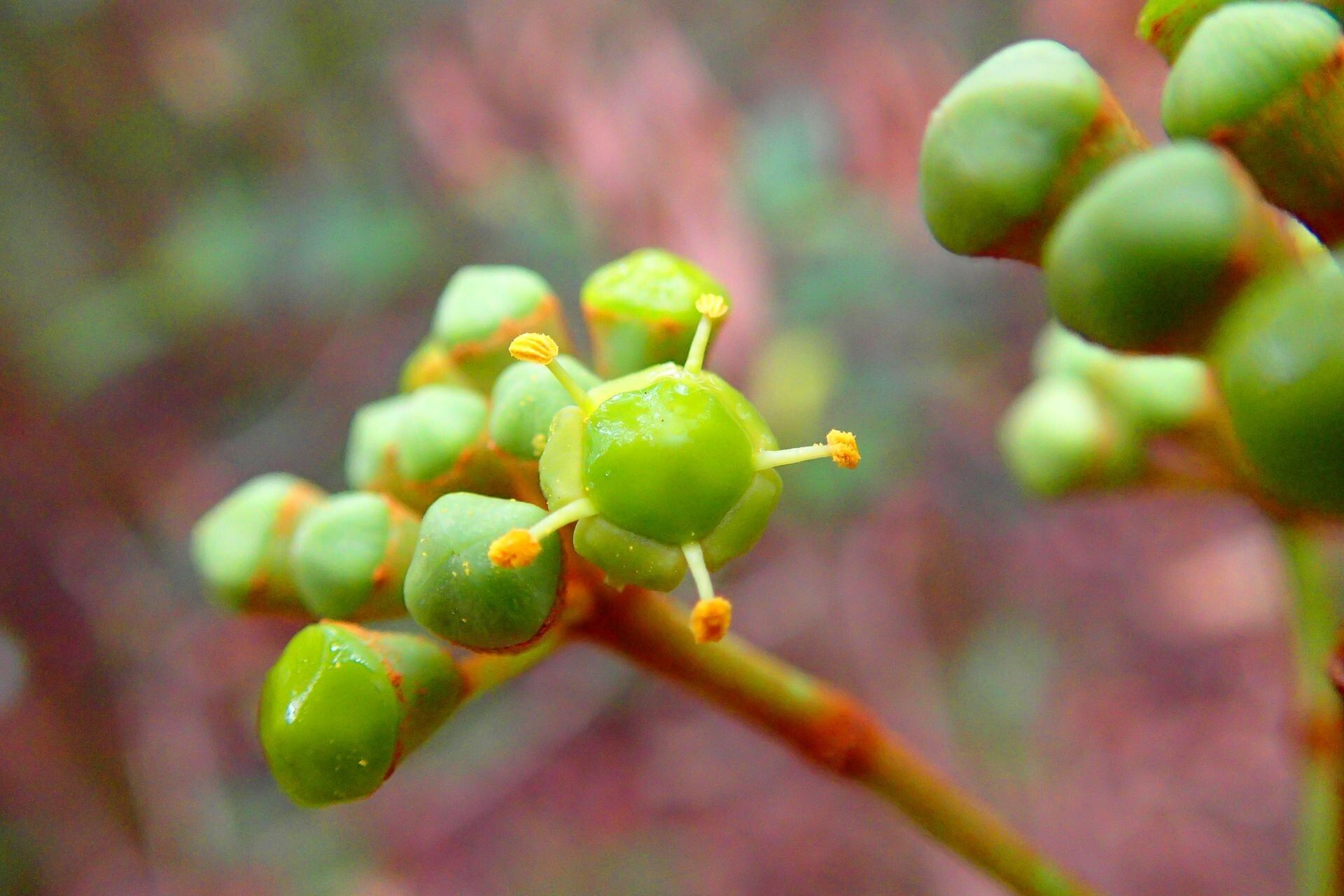 Polyscias otopyrena fruit