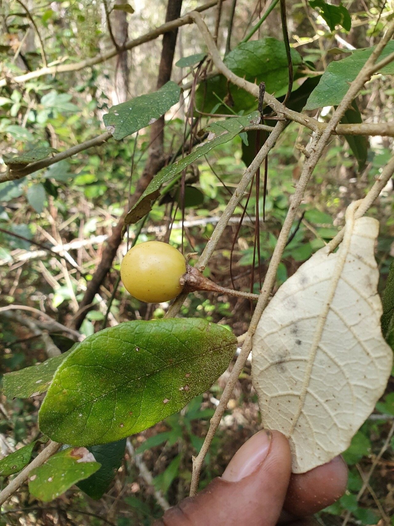 Solanum crotonoides fruit