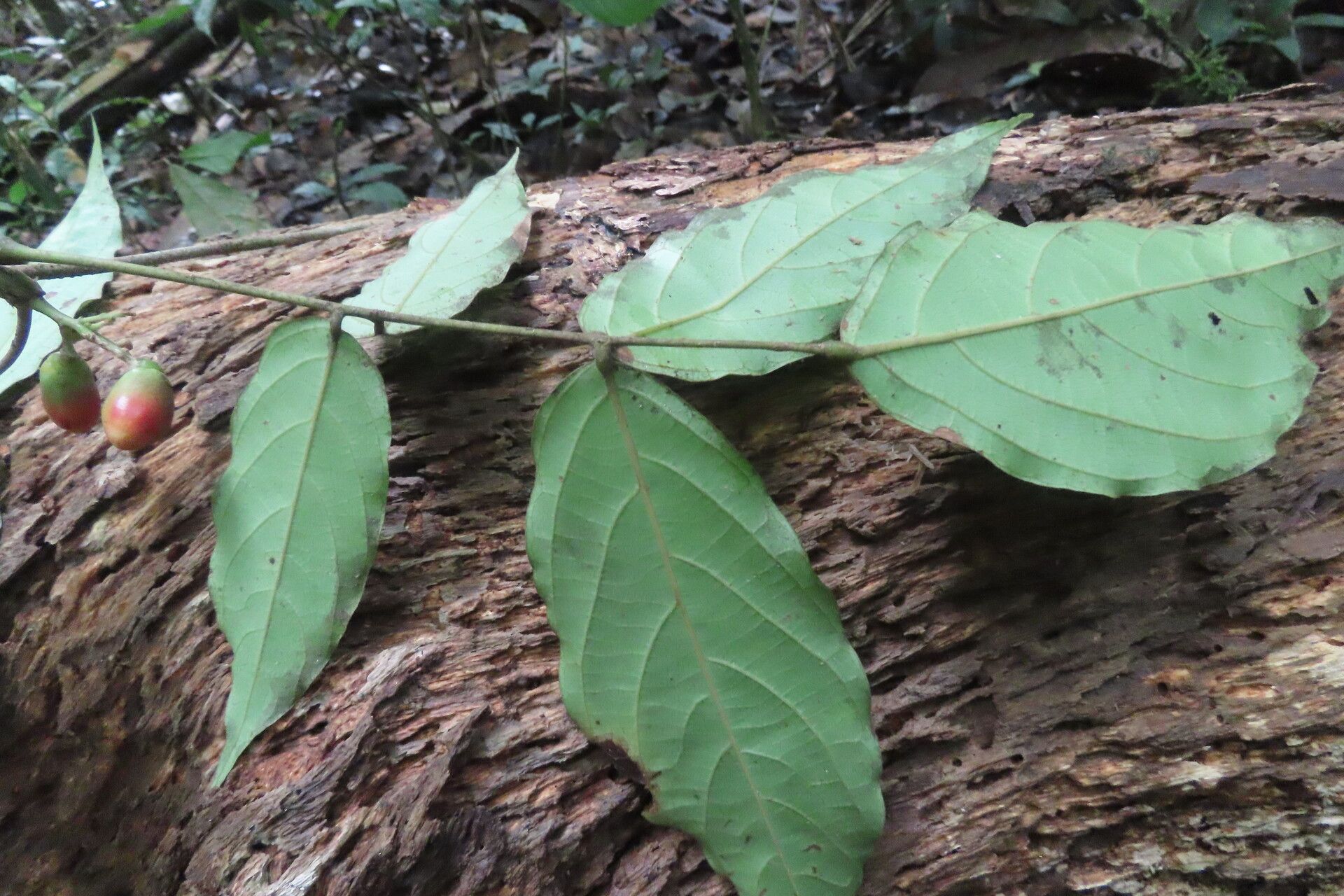Picramnia latifolia leaf
