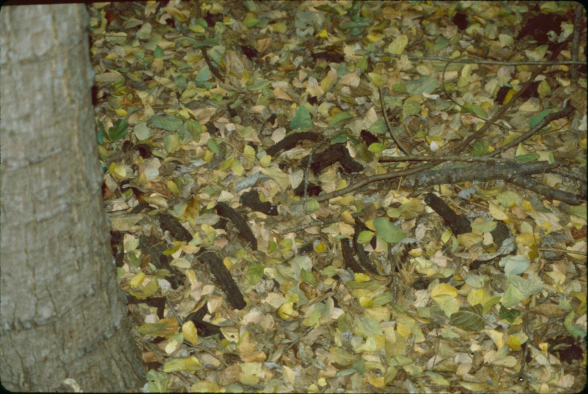 Hydnora esculenta bark