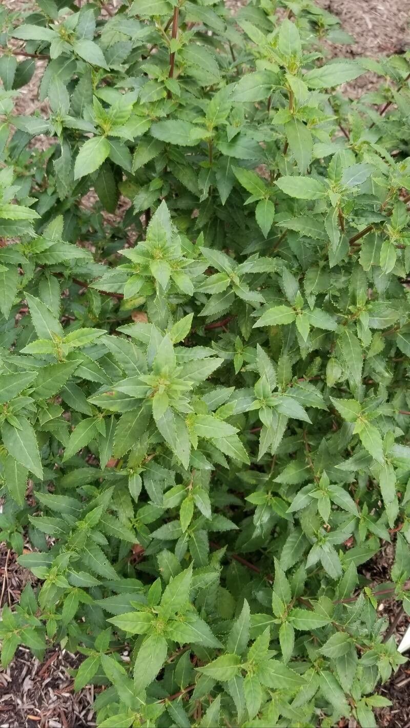 Prostanthera lasianthos habit