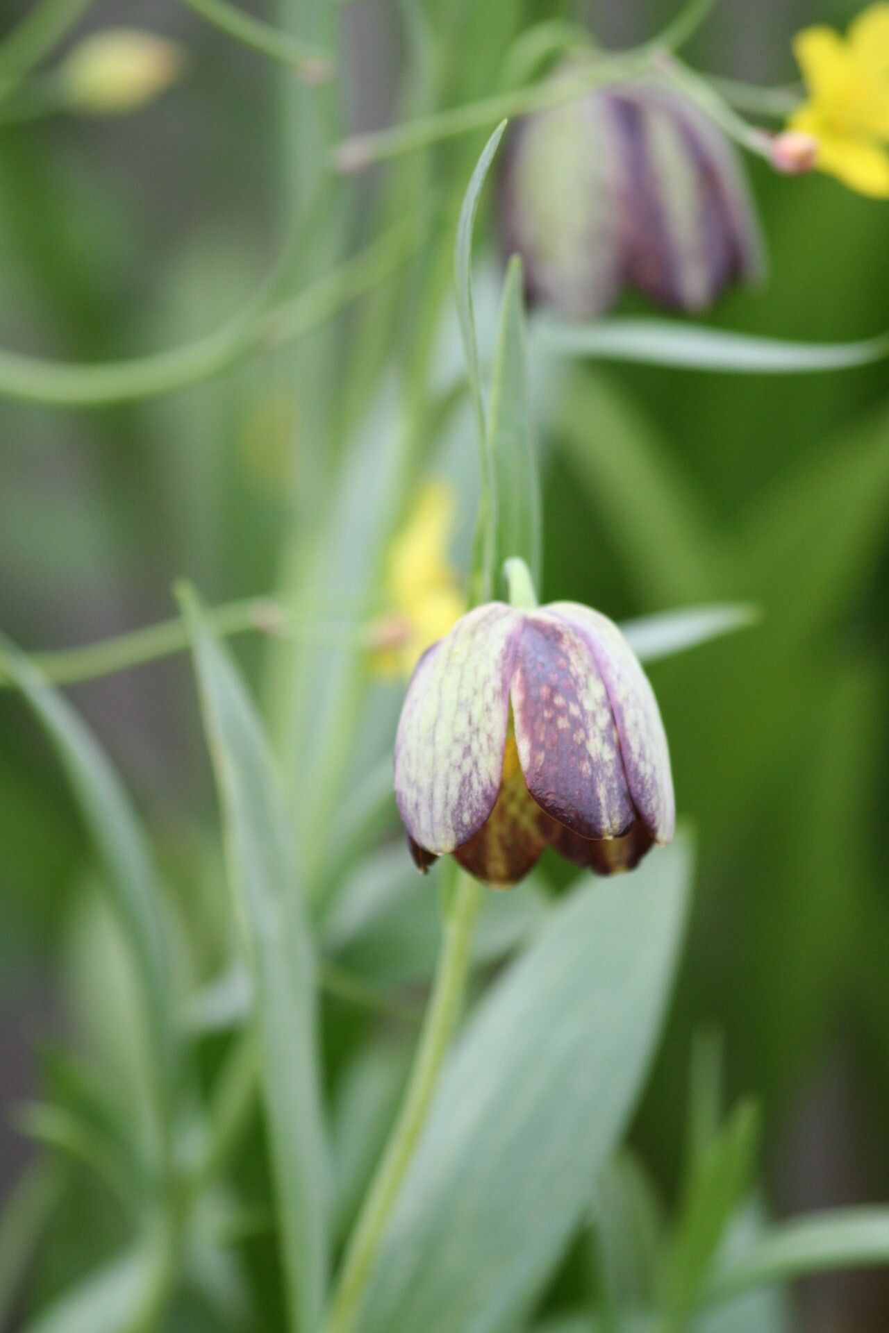 Fritillaria amana — search result for 'Fritillaria'