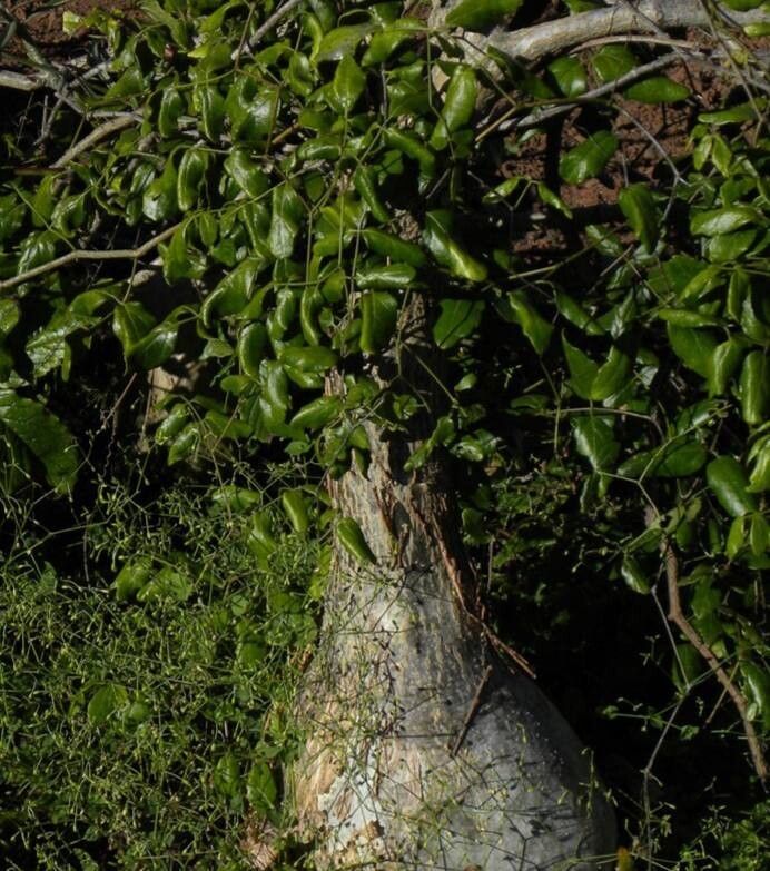 Cyphostemma laza habit