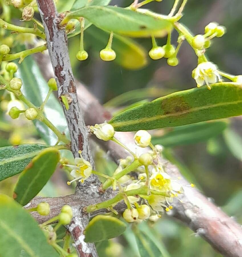 Schinus longifolia flower
