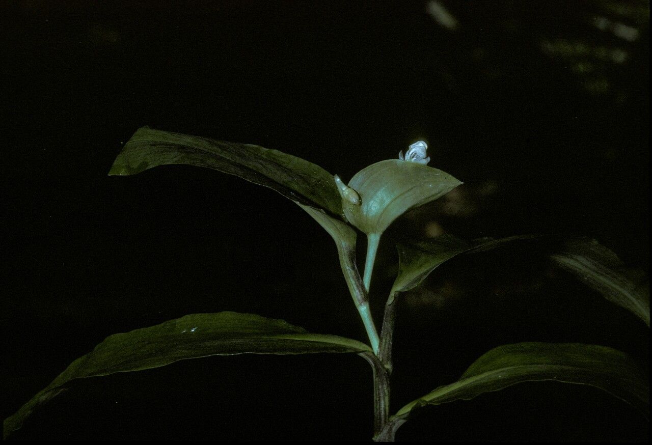 Commelina suffruticosa flower