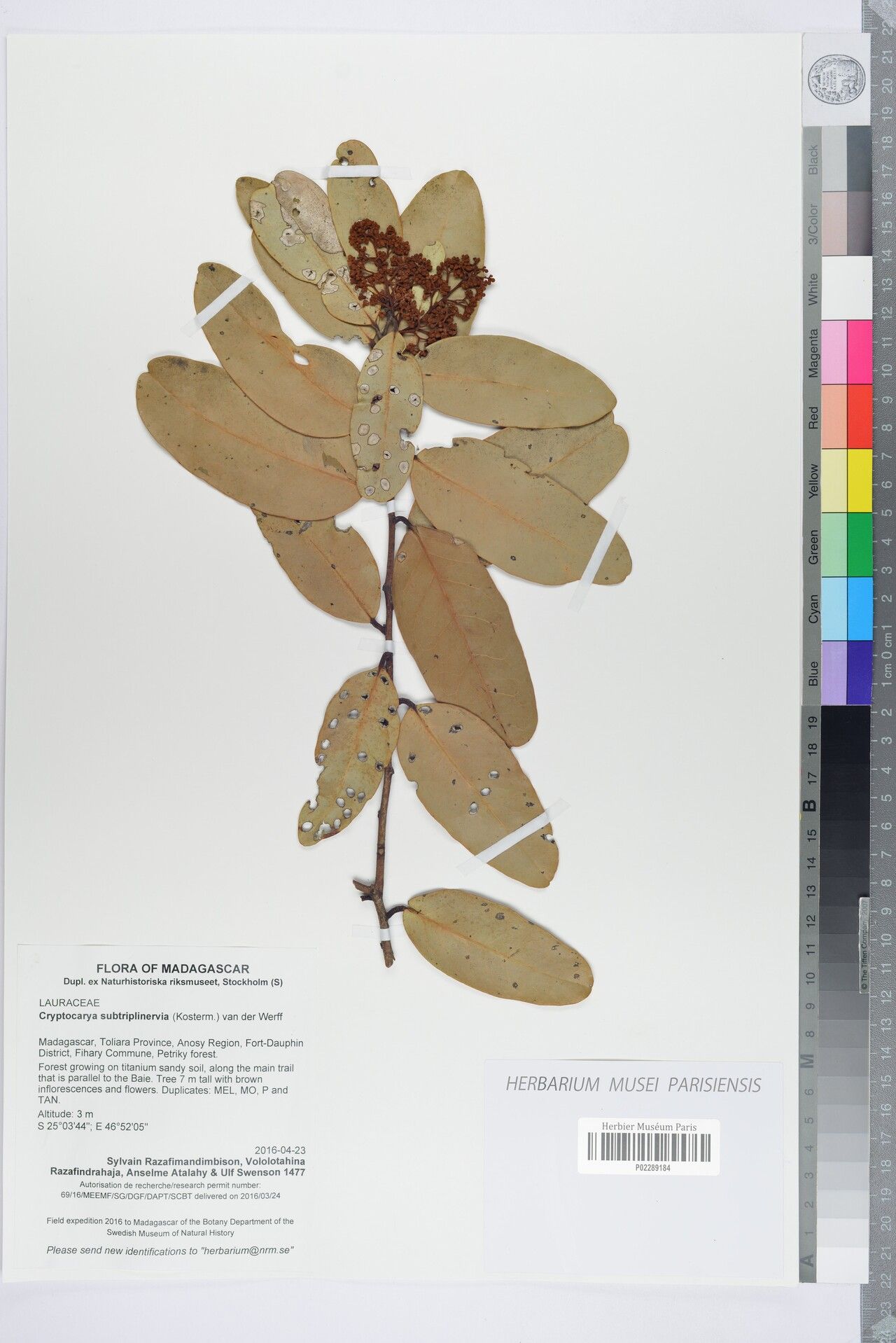 Cryptocarya subtriplinervia — houseplant care guide