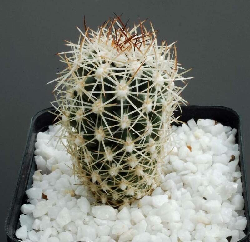 Sclerocactus wetlandicus habit