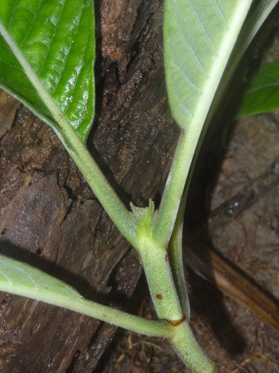 Psychotria pubituba bark