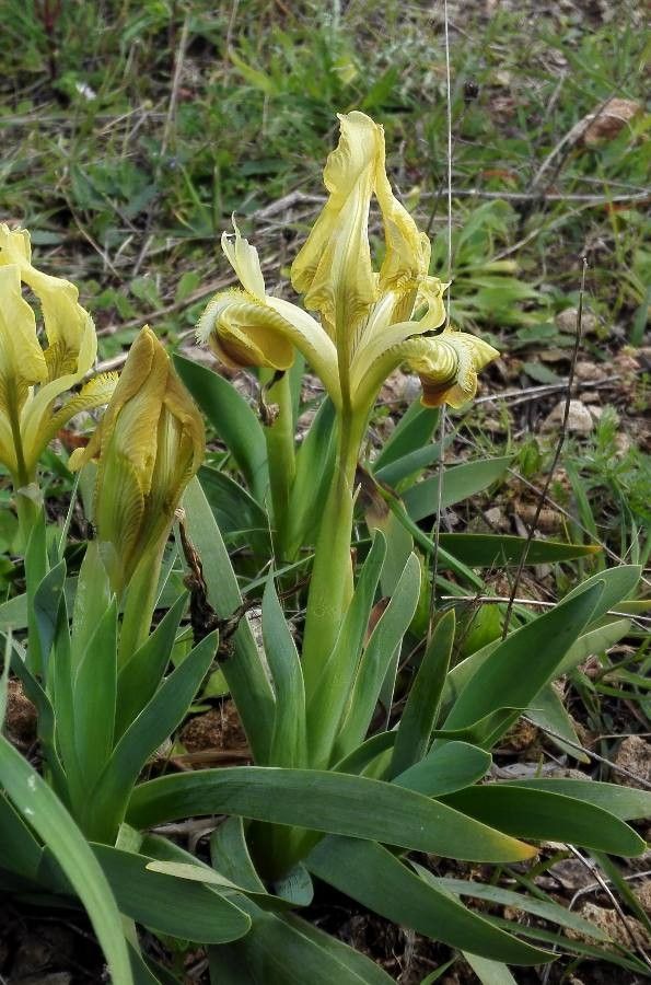 Iris pseudopumila flower