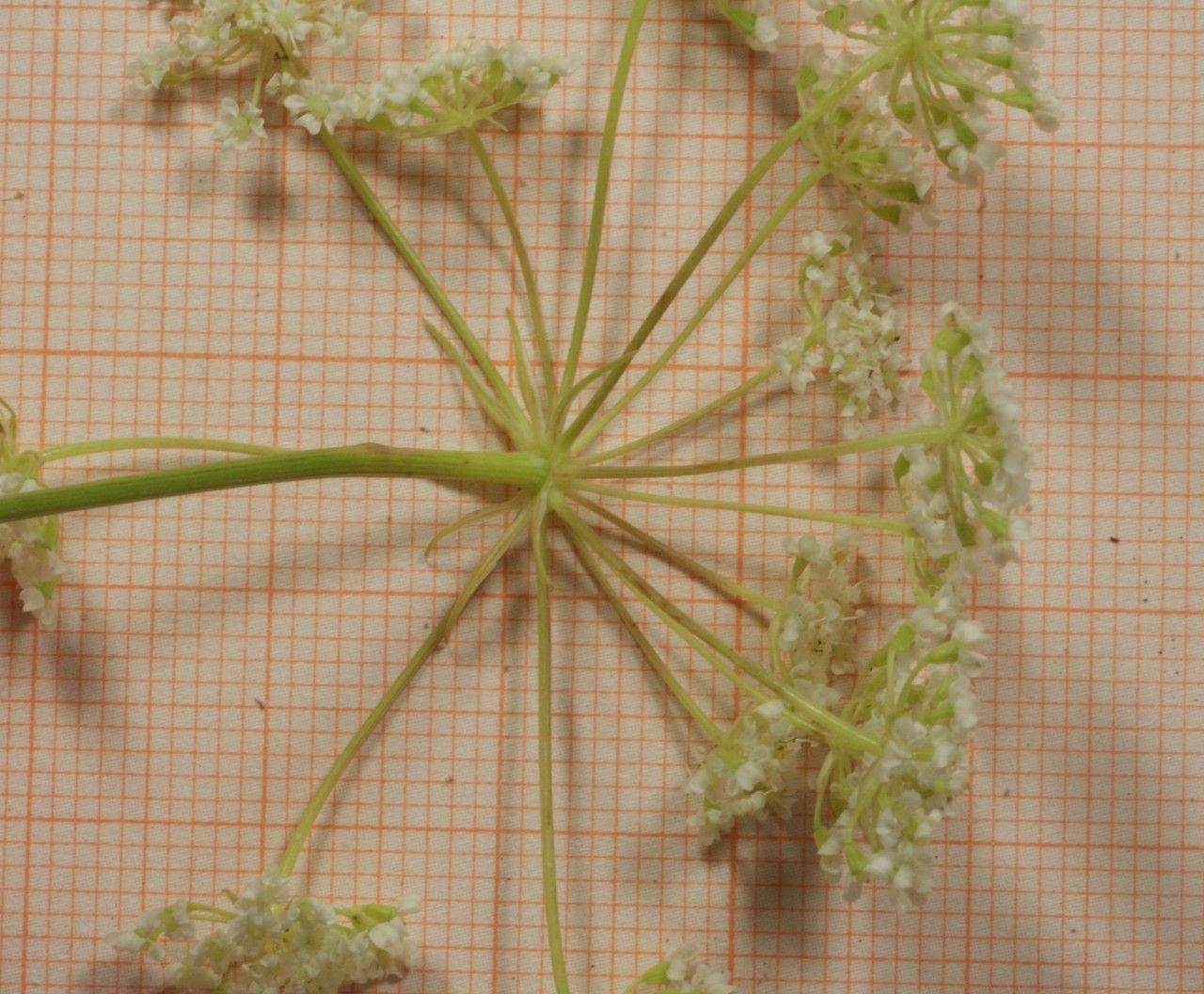 Bunium pachypodum flower