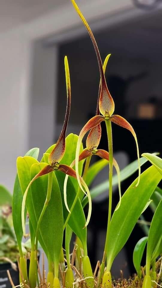 Bulbophyllum unitubum flower