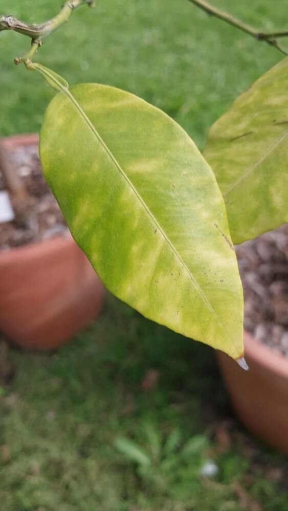 Citrus bergamia leaf