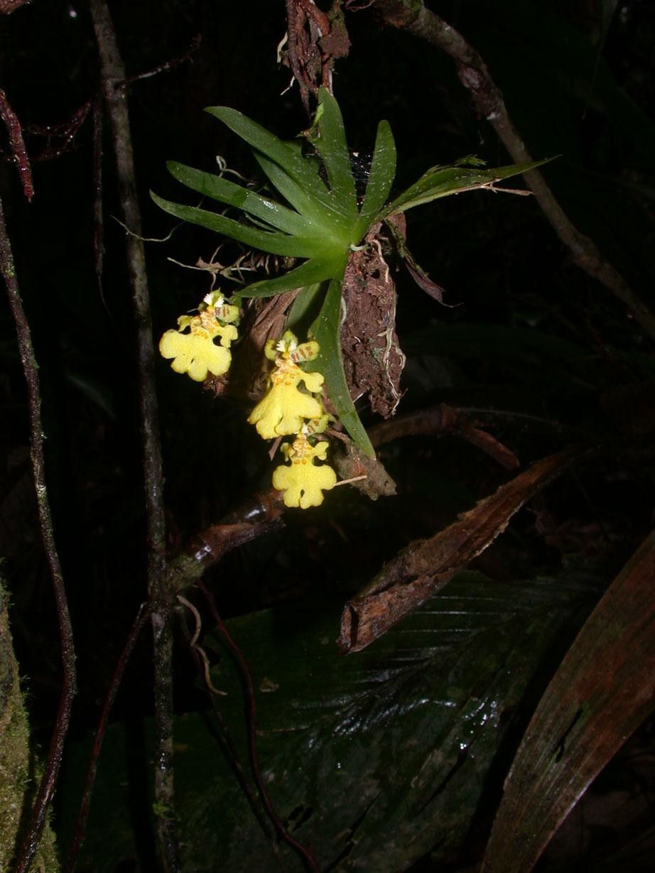 Psygmorchis pusilla other