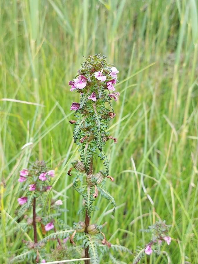 Pedicularis palustris flower