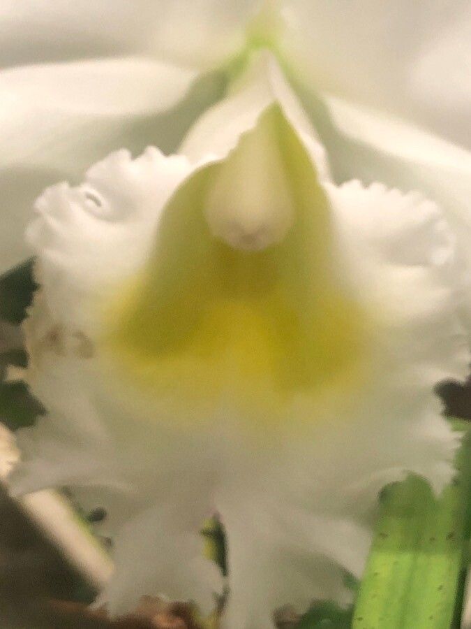 Cattleya trianae flower