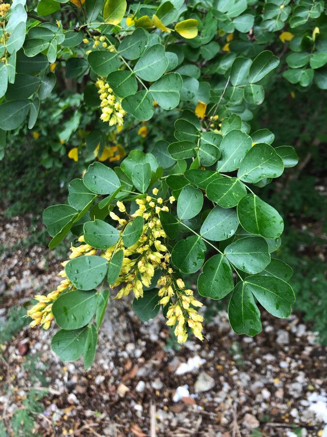 Haematoxylum Campechianum leaf