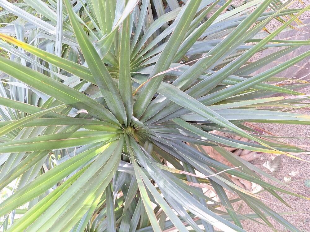 Pandanus tenuifolius — search result for 'Pandanus'