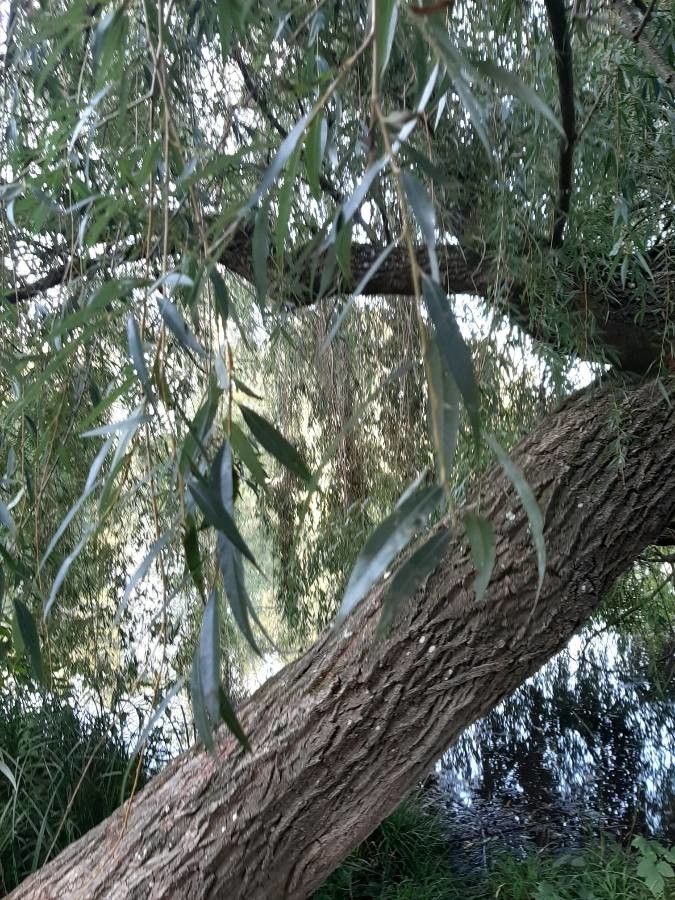 Eucalyptus viminalis leaf