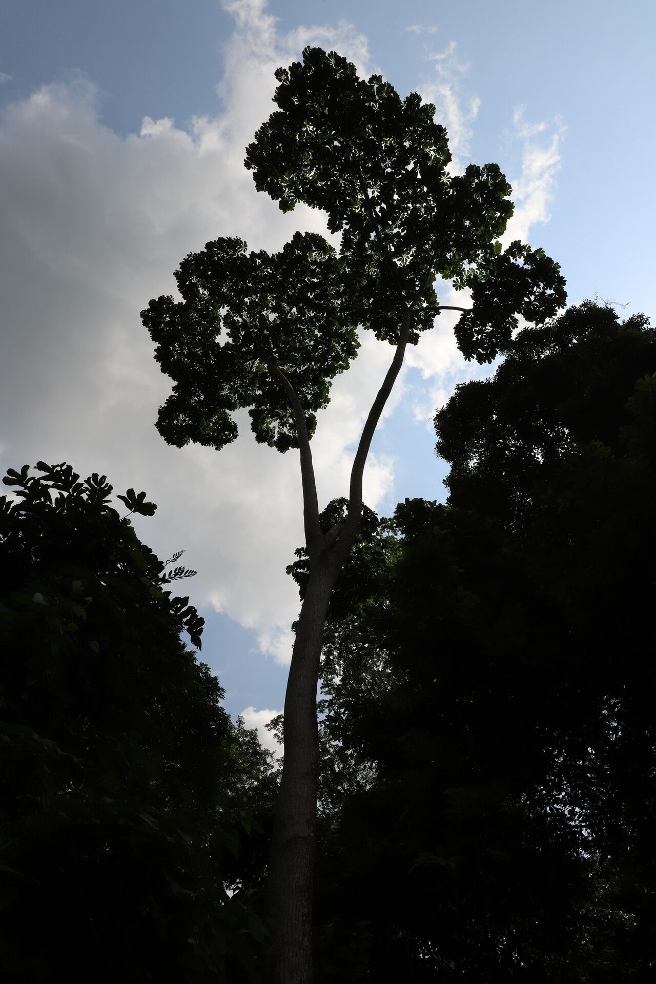 Cussonia brieyi habit