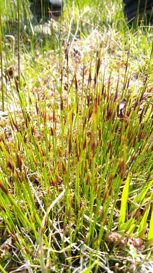 Schoenus ferrugineus flower