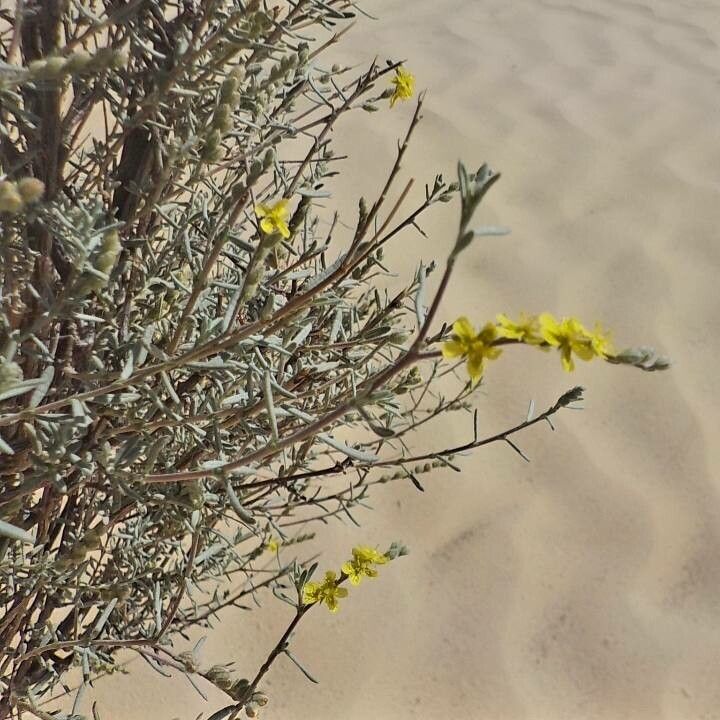 Helianthemum lippii flower