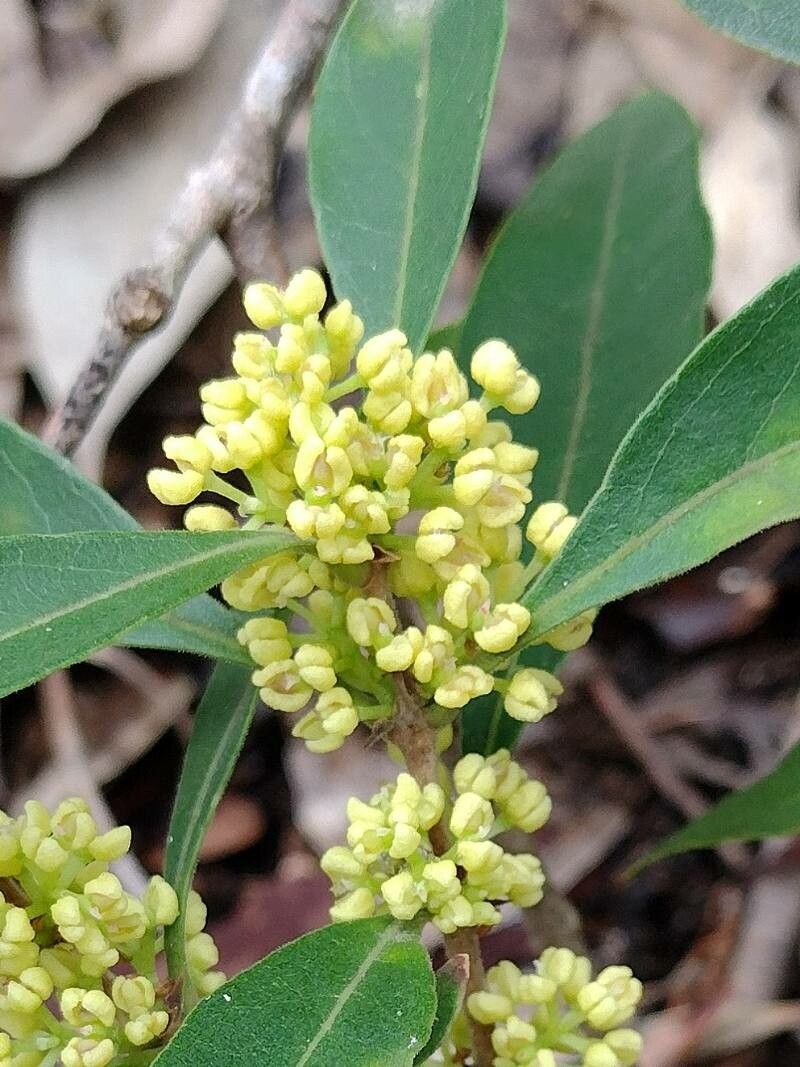 Notelaea longifolia flower