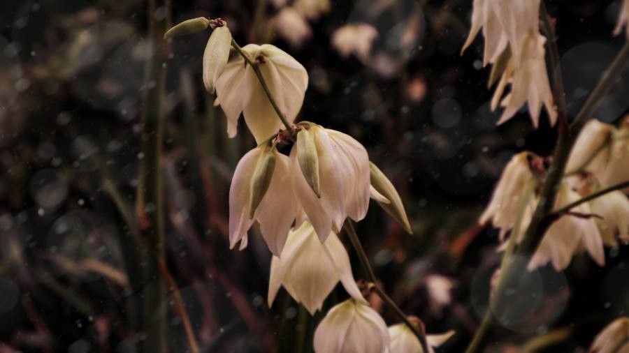 Yucca rupicola flower
