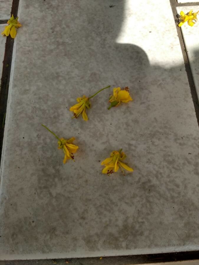 Caesalpinia paipai flower