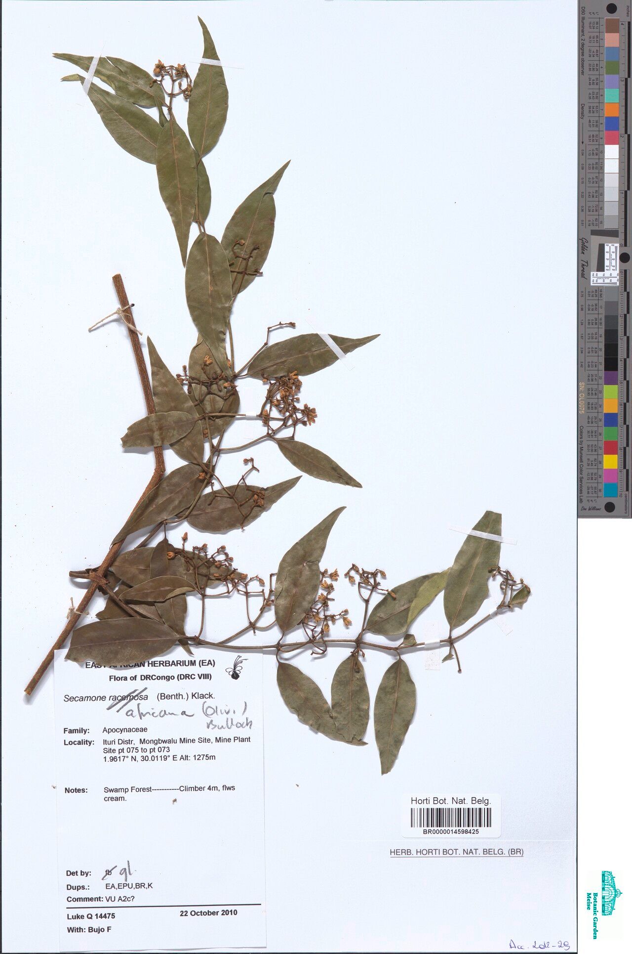 Secamone africana — related species from the same genus