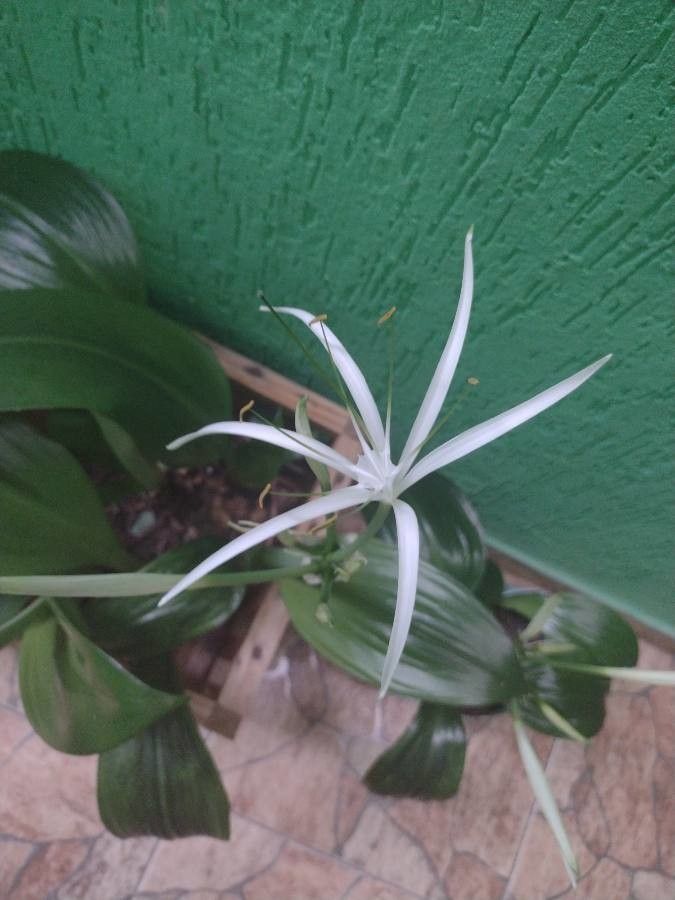 Hymenocallis tubiflora flower