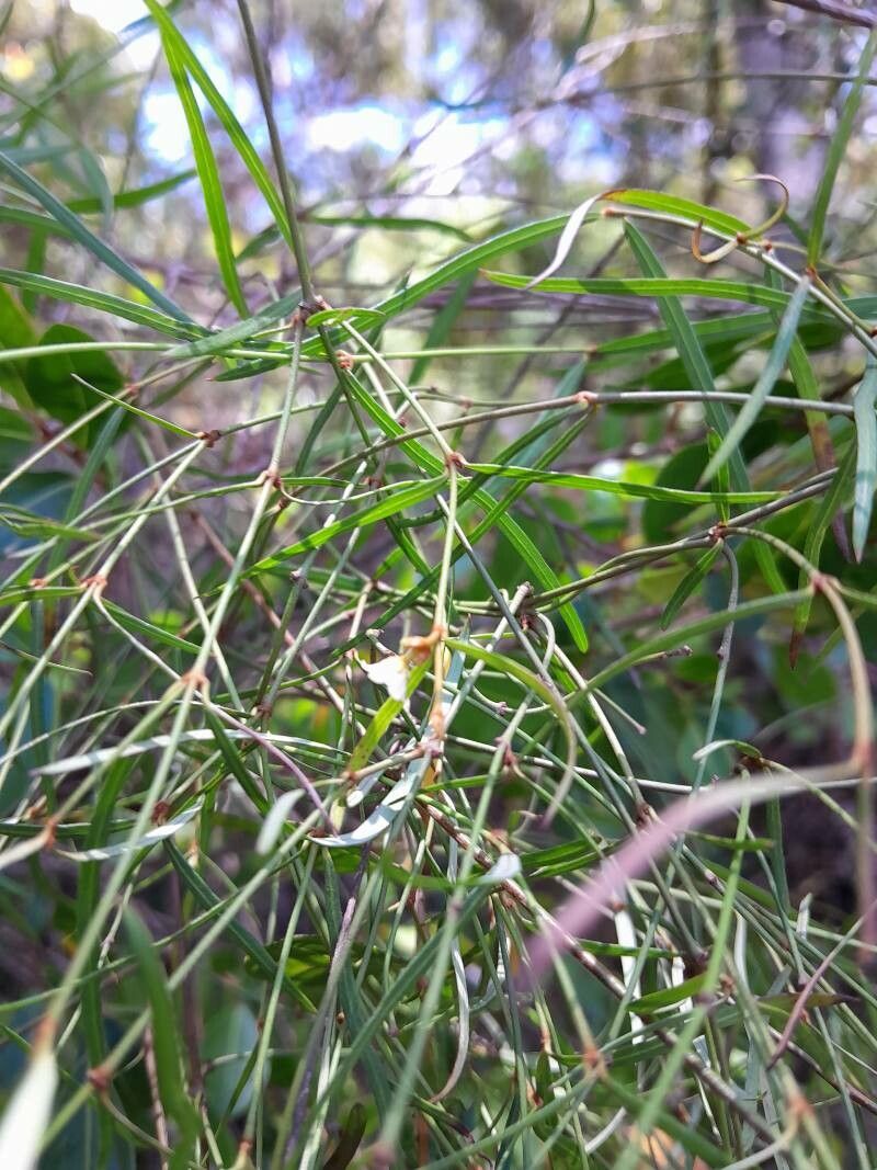 Secamone tenuifolia flower