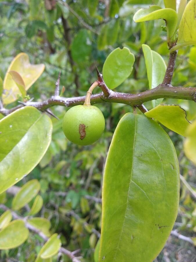Ximenia americana fruit