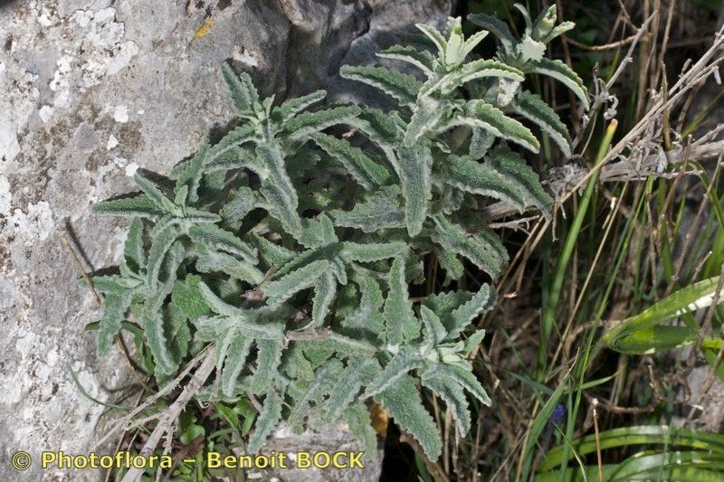 Nepeta anticaria