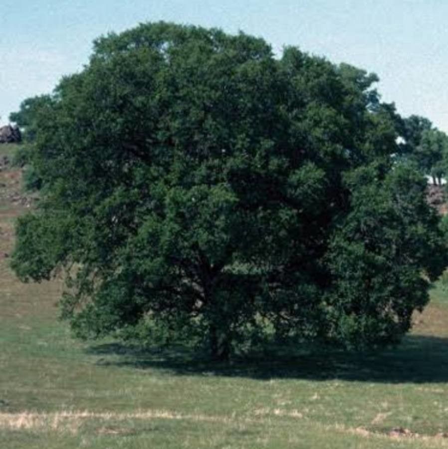Quercus douglasii — search result for 'Quercus'