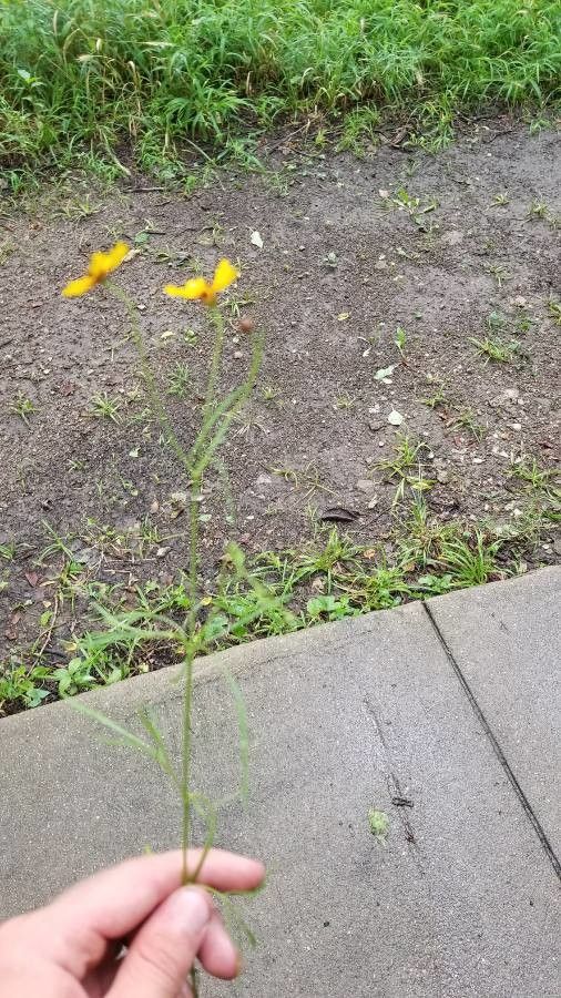 Coreopsis leavenworthii habit