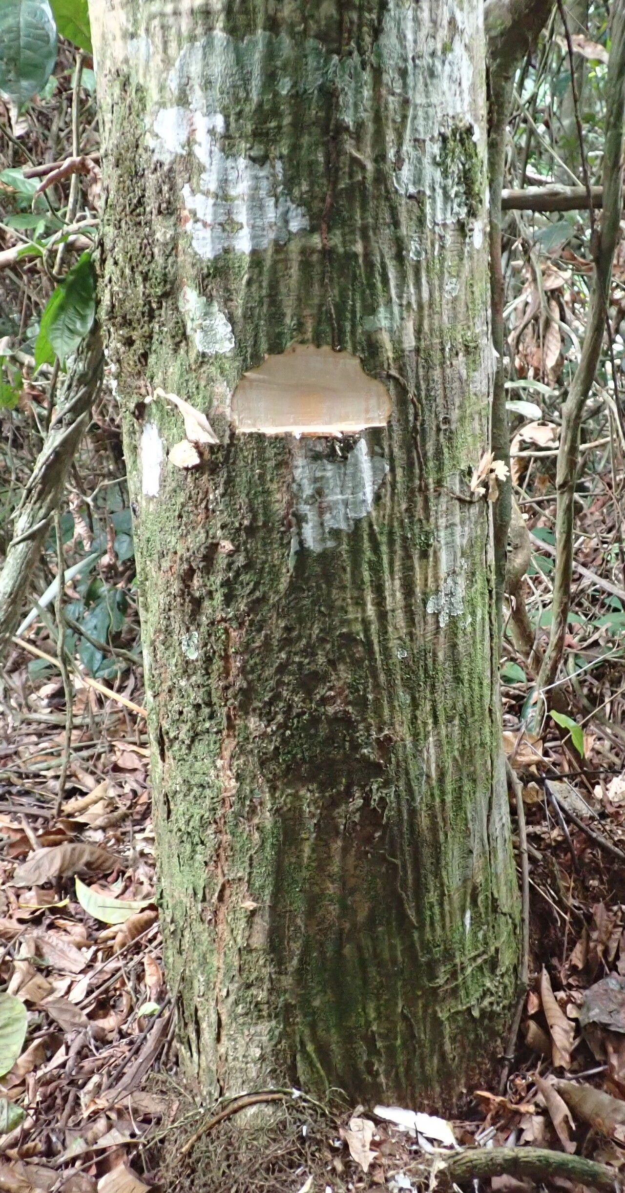 Sterculia oblonga bark