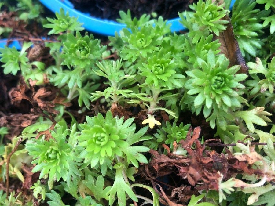 Arabis caucasica — search result for 'Brassicaceae'