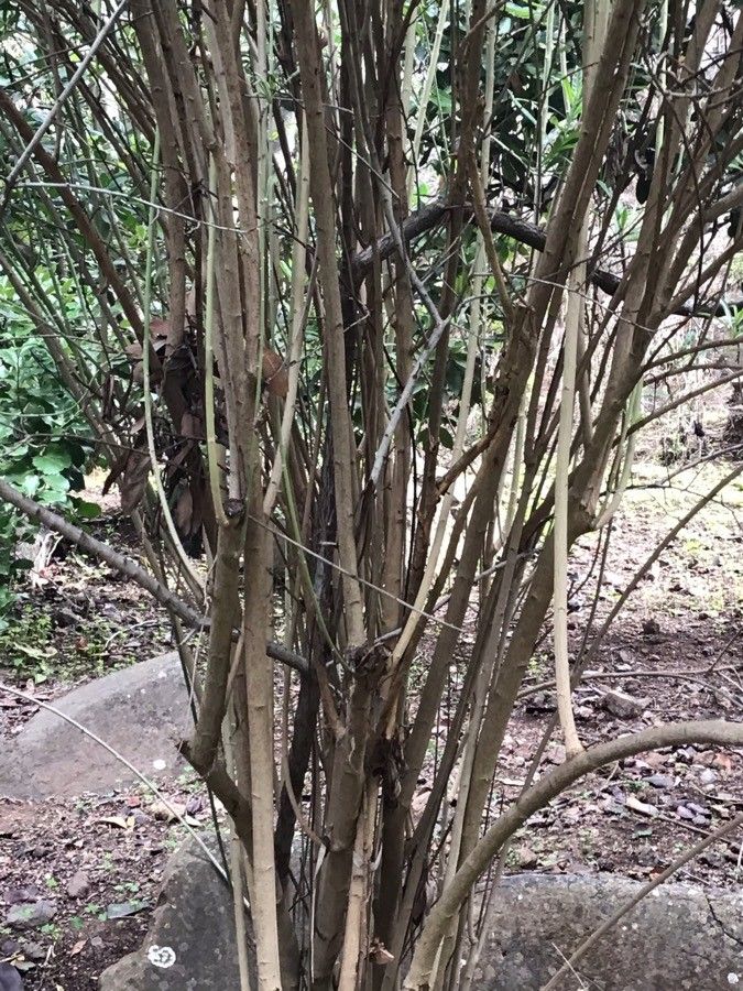 Convolvulus floridus bark