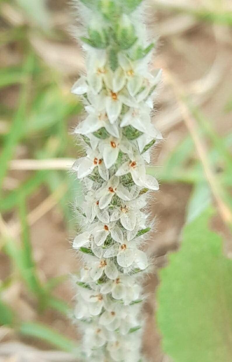 Plantago patagonica flower