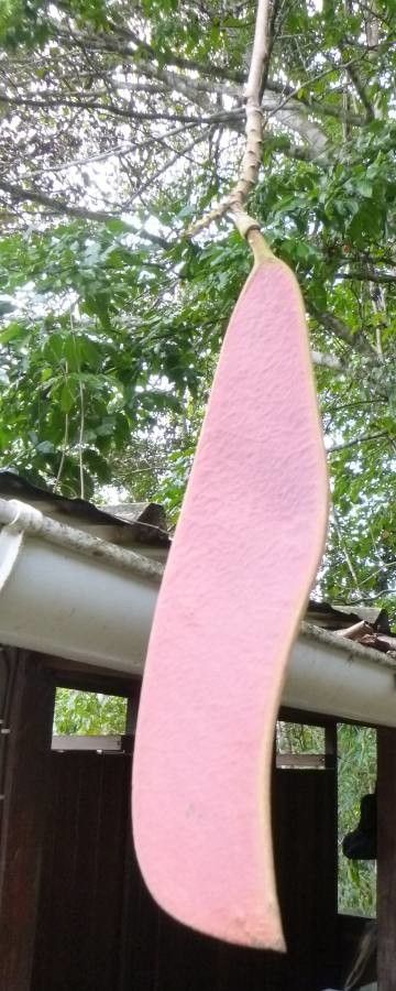 Eperua falcata fruit