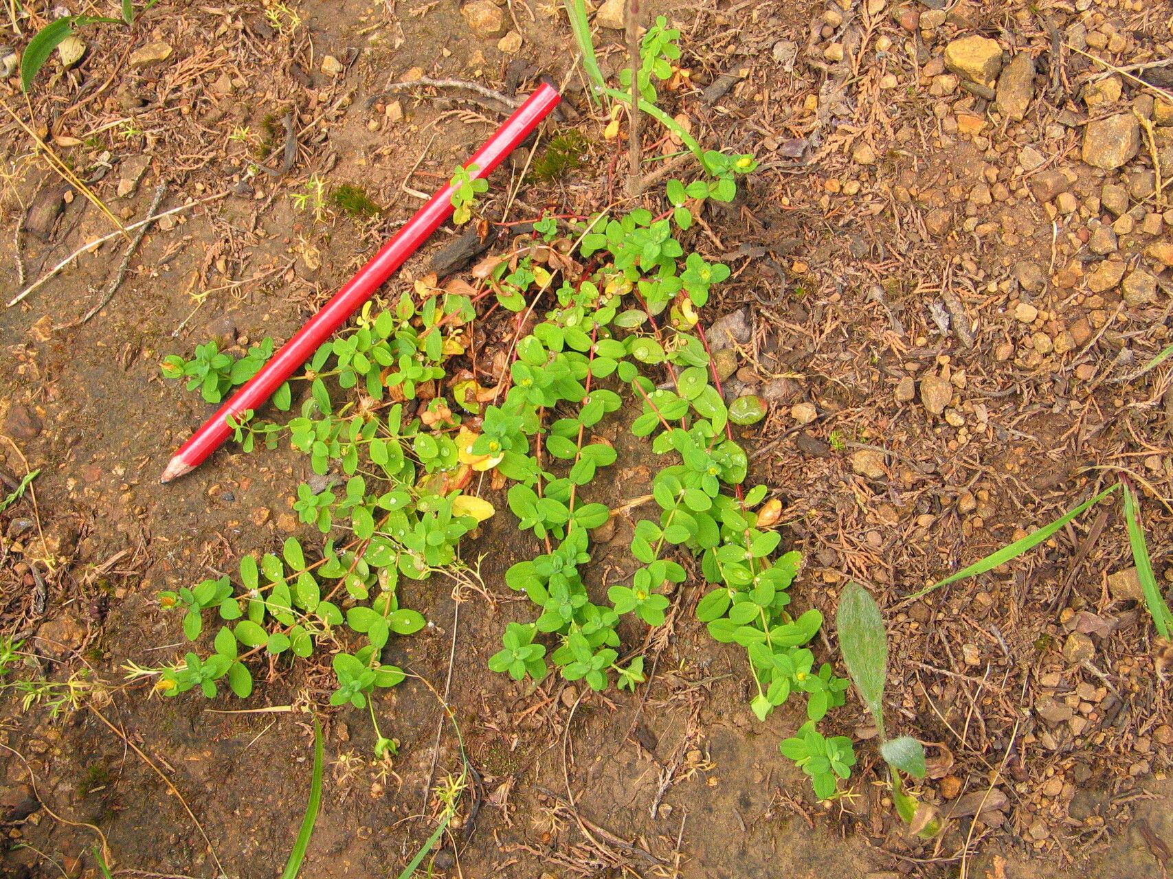 Hypericum peplidifolium — houseplant care guide