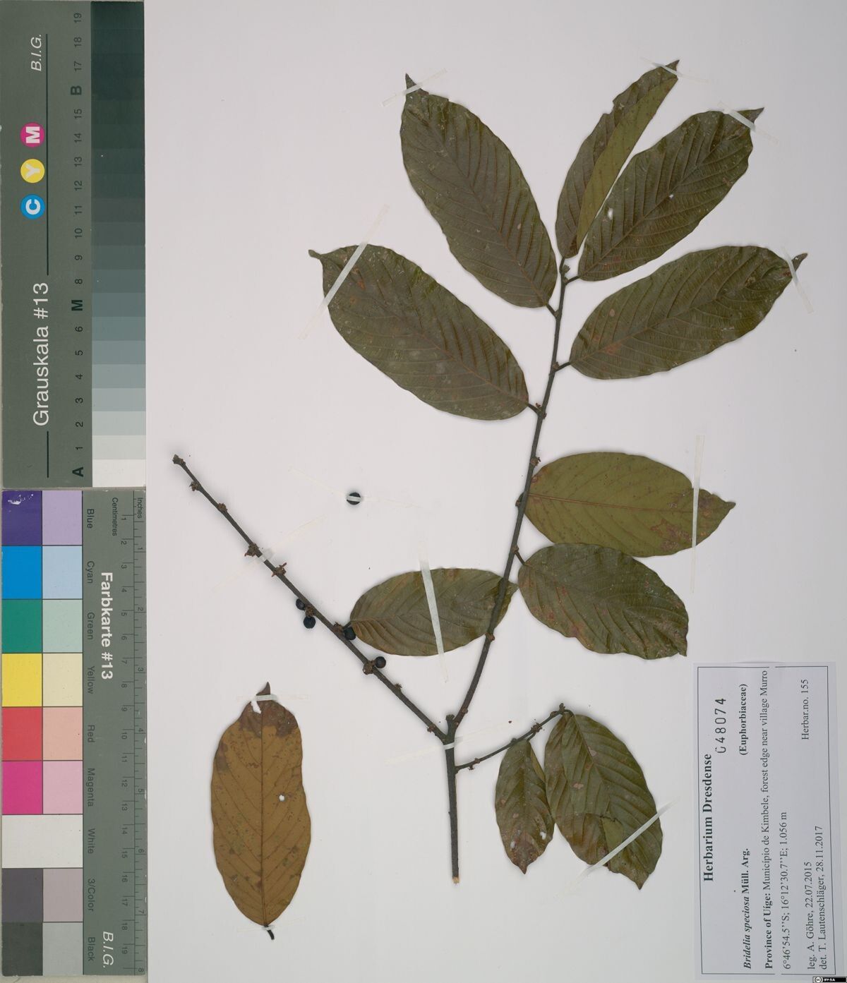 Bridelia speciosa — houseplant care guide