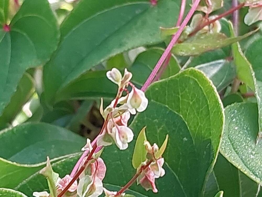 Dioscorea balcanica flower