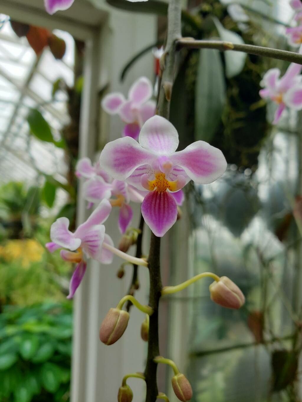 Phalaenopsis celebensis flower