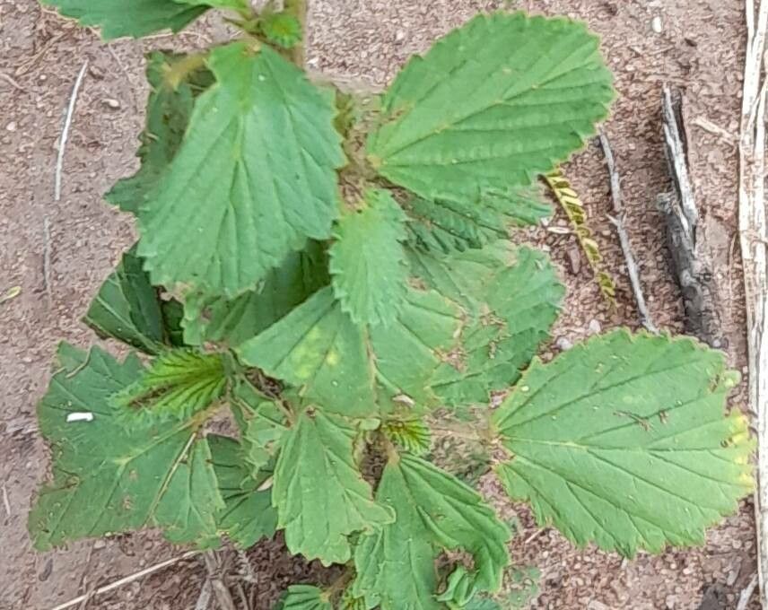 Melochia anomala — related species from the same genus